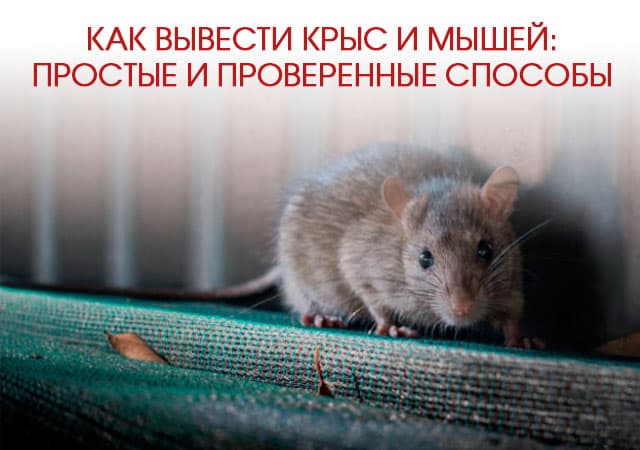 Как вывести крыс и мышей в Юбилейном: простые и проверенные способы