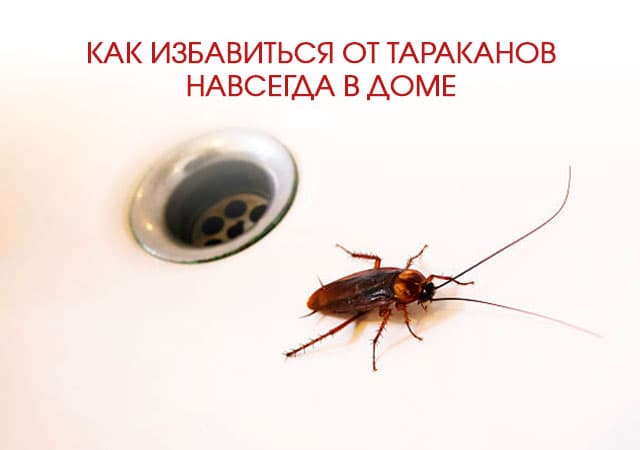 Как избавиться от тараканов в доме в Юбилейном